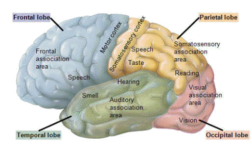 The human cerebral cortex.