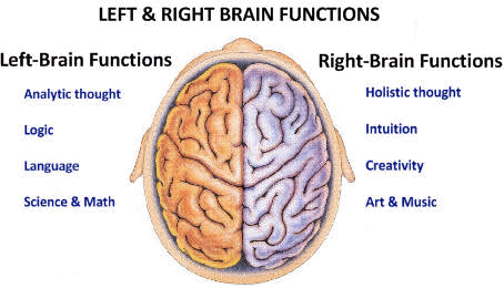What are the functions of the left and right brain?